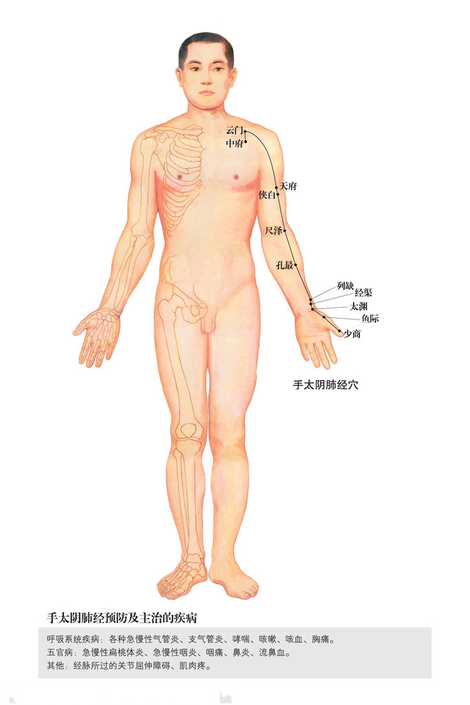 001.手太阴肺经.jpg