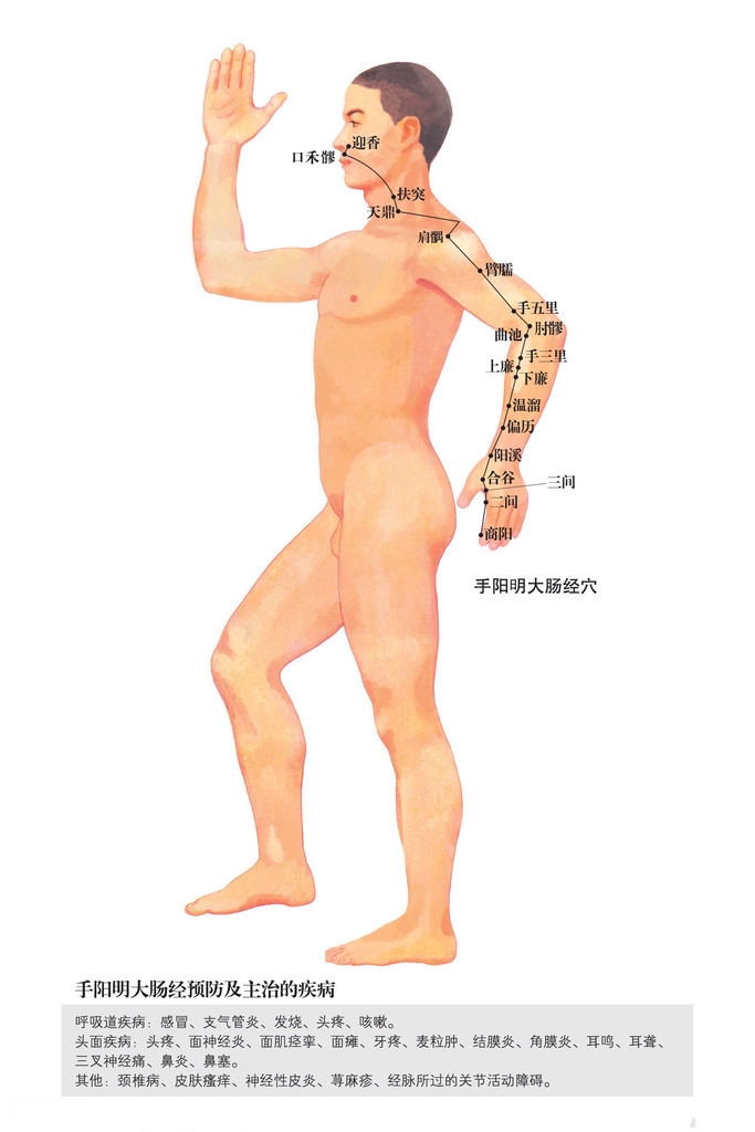 002.手阳明大肠经.jpg