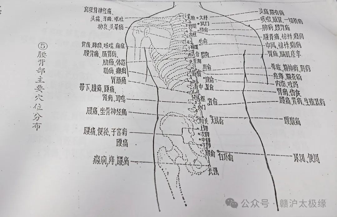 05、腰、背部主要穴位分布.jpg