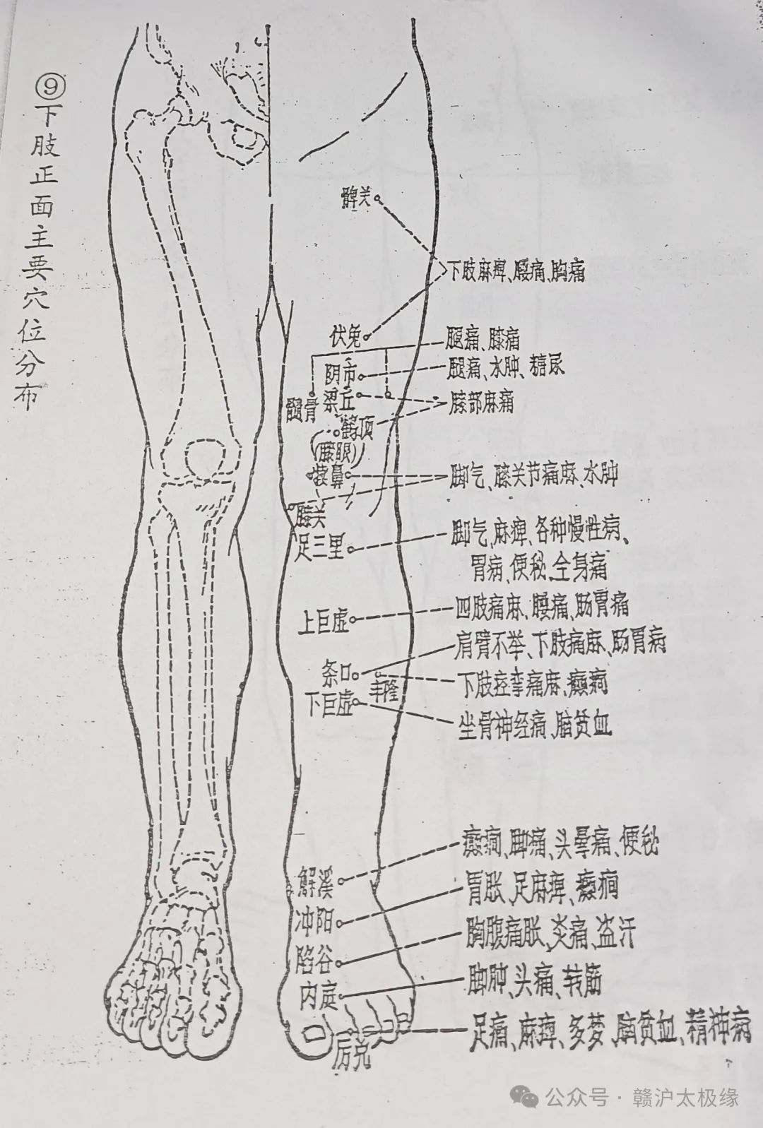 09、下肢正面主要穴位分布.jpg