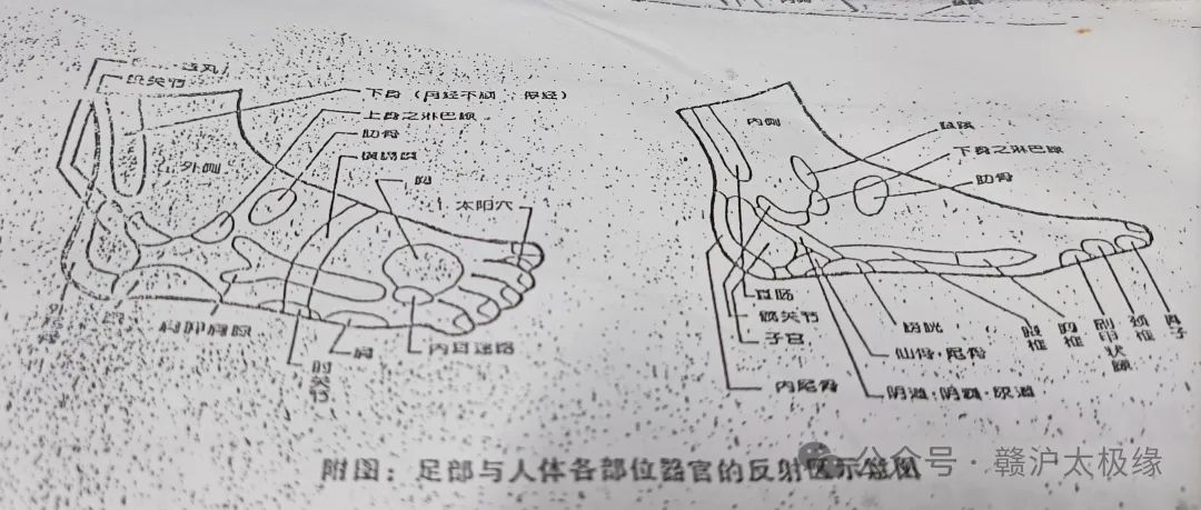 13、足部主要穴位分布.jpg