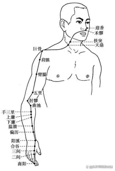 手阳明大肠经穴位图