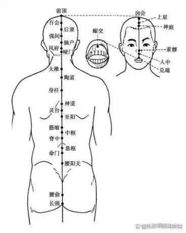 督脉穴位图