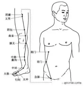 足厥阴肝经穴位图
