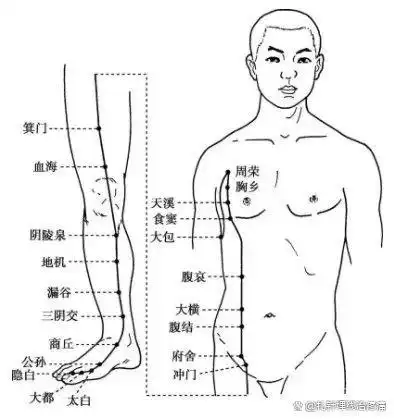 足太阴脾经穴位图