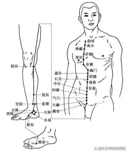 足少阴肾经穴位图