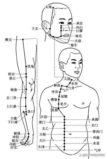 足阳明胃经穴位图